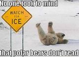 Polar+bear+slipping+on+ice